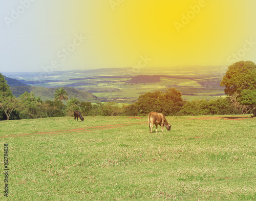 Cows on a green field in Brazil 