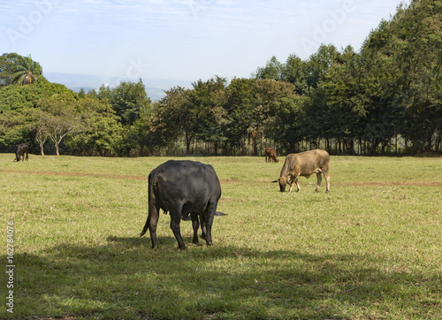 Cows on a green field in Brazil 