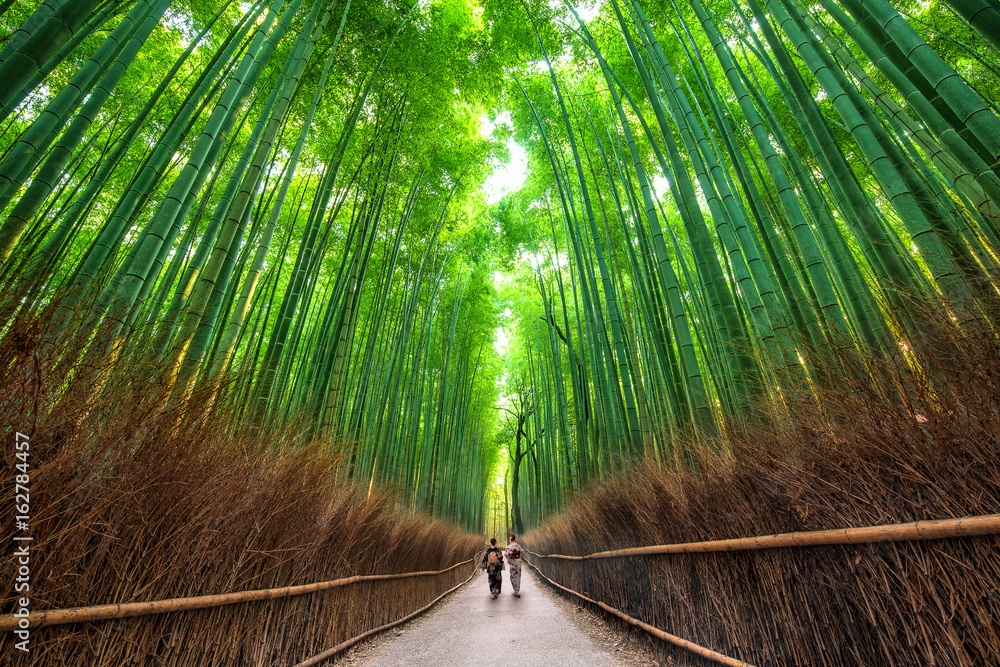 Naklejka premium Ścieżka Sagano, Kioto, Japonia