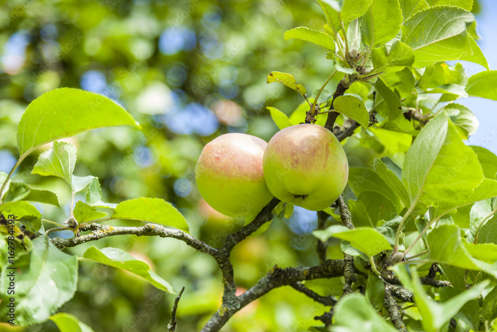Two Ripe Apples Two Ripe Apples