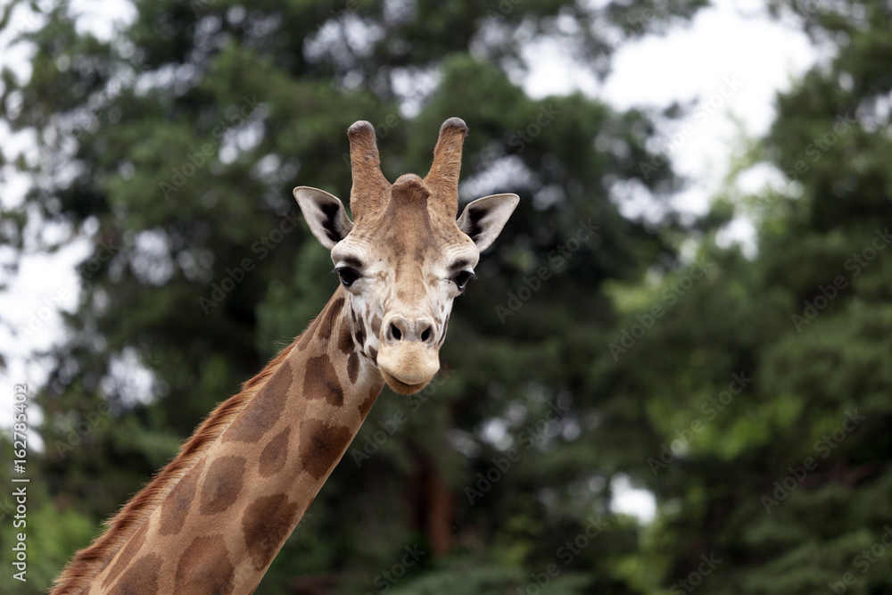 Close up giraffe in the open space