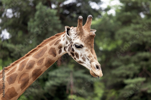 Close up giraffe looks around © Jovica Varga