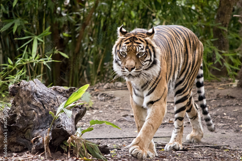 Fototapeta premium tiger