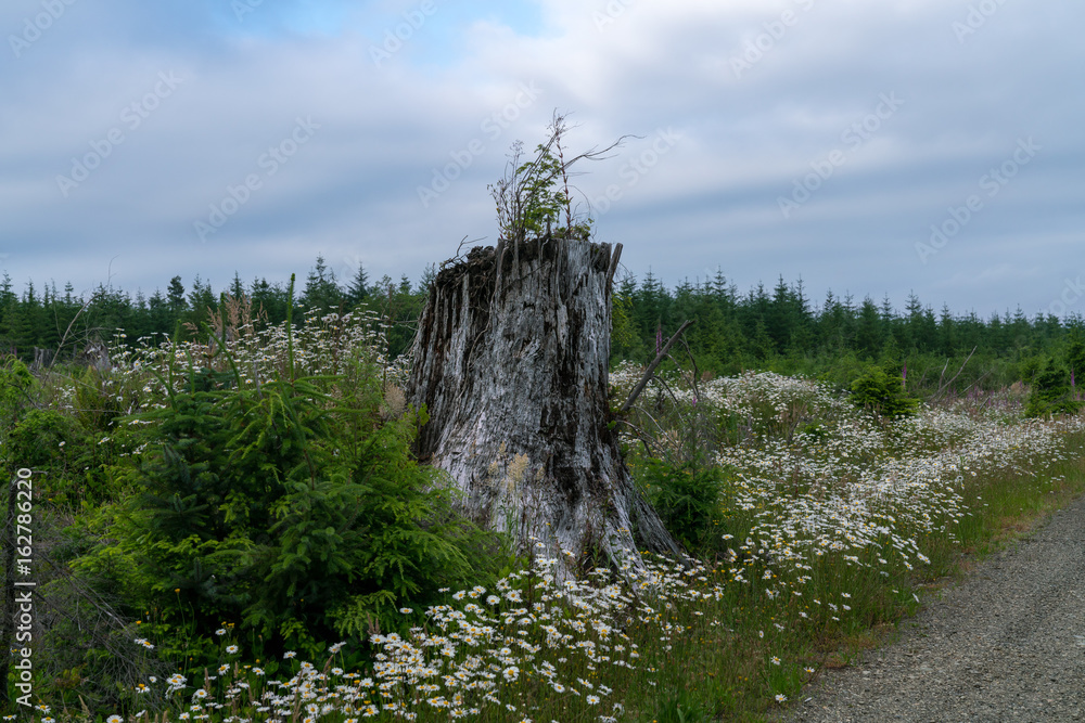Blooming Flowers In Logged Forest