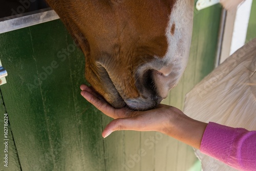 Photography Cropped hand of woman feeding horse
