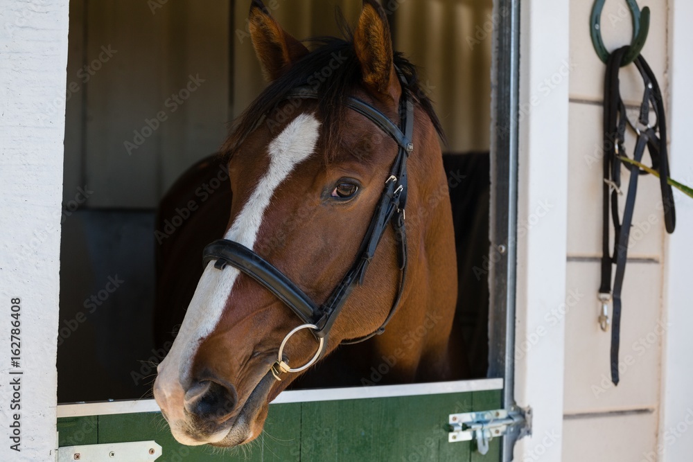 Fototapeta premium Horse at stable