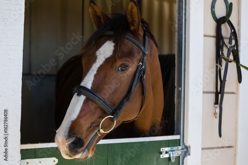 Fototapeta Naklejka Na Ścianę i Meble -  Horse at stable