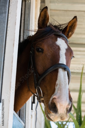 Fototapeta Naklejka Na Ścianę i Meble -  Horse at stable