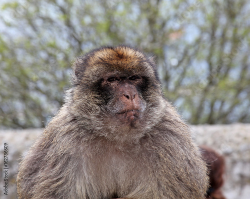 Ape of Gibraltar. These animals are famous in the British Territory of Gibraltar.