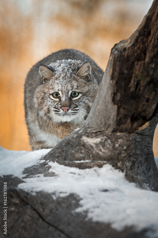 Bobcat (Lynx rufus) Stalks Forward