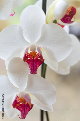 head of white and red orchid  phalaenopsis  natural background