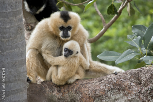 mother and young white faced gibbon