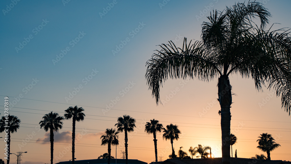 Fototapeta premium Palm Tree
