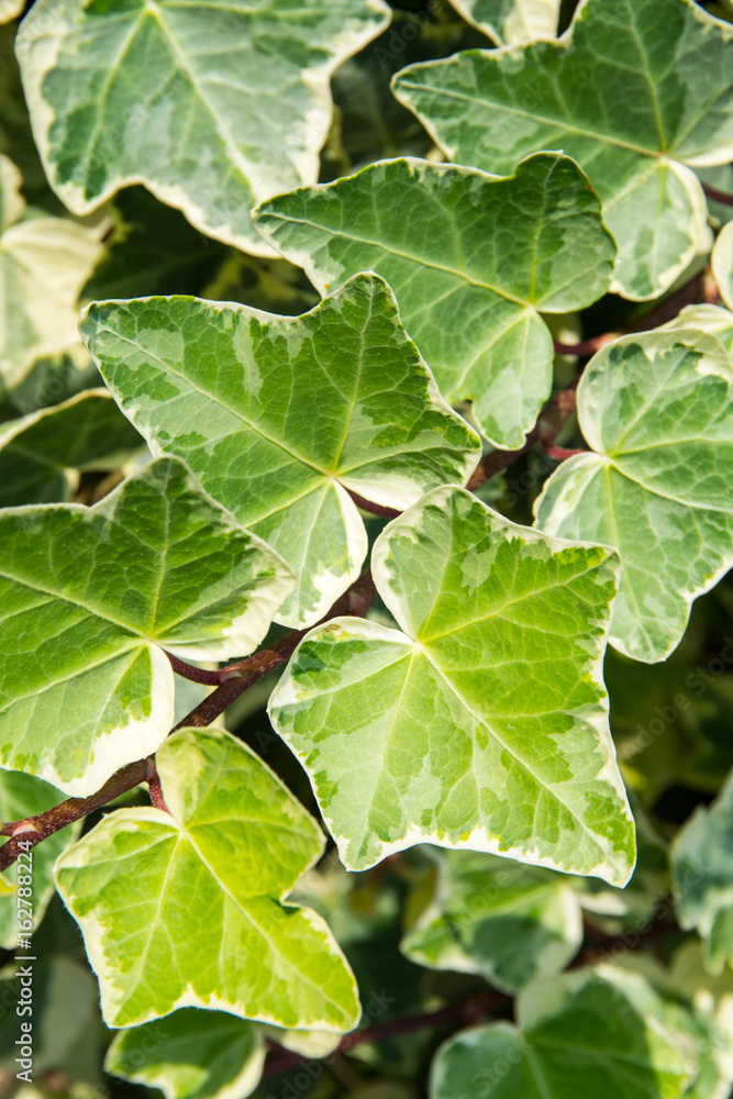 Two-color Algerian ivy leaves Two-color Algerian ivy leaves