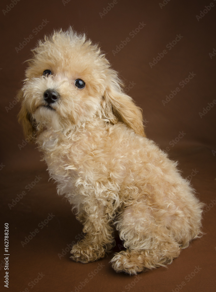 Apricot Toy Pure Bred Poodle Puppy In A