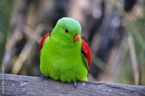 red winged parrot photo