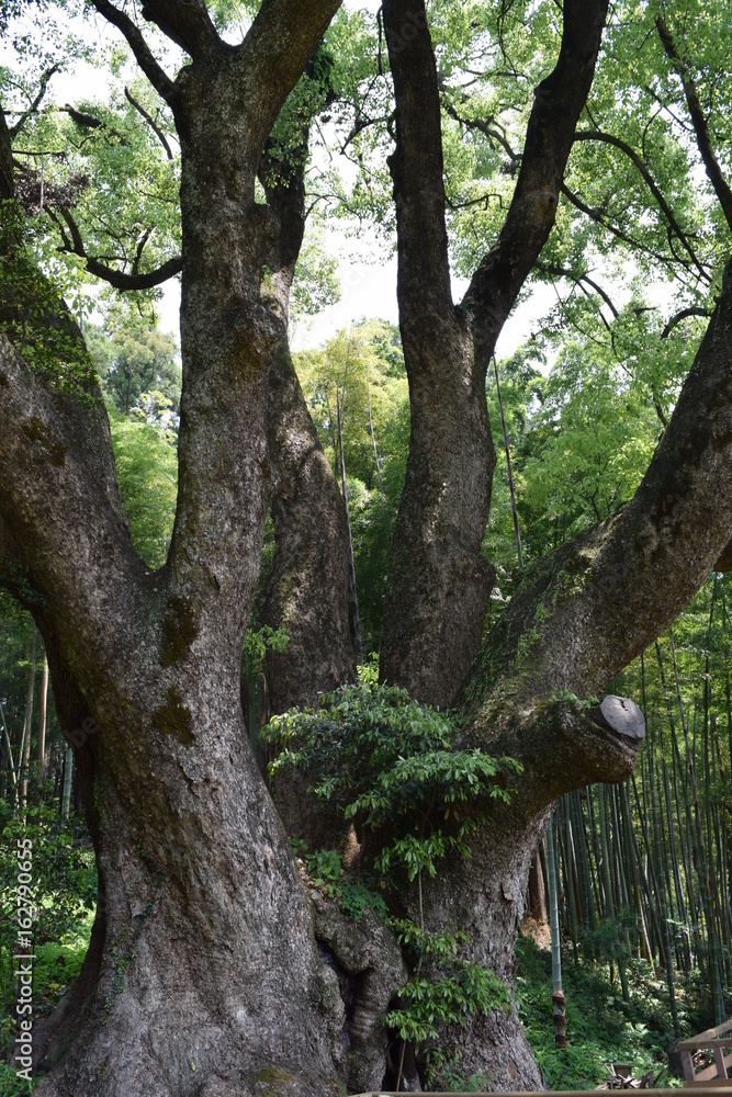 上谷(かみやつ)の大クス、越生町埼玉県日本、樹齢は1000年以上、幹周り15m、高さ30m