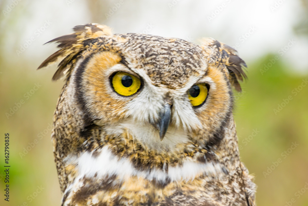 Yellow Eyed Owl 3 Yellow Eyed Owl 3