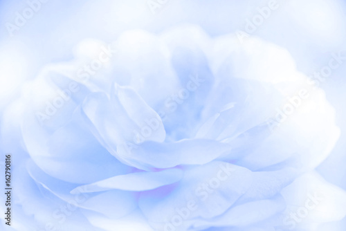 Blurred beautiful rose soft color for background