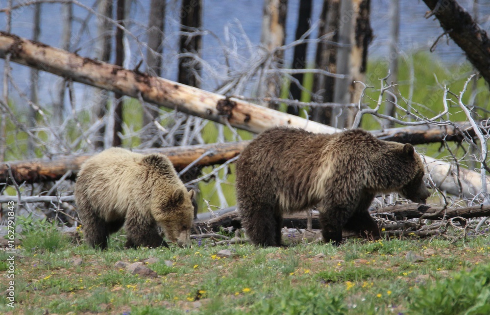 Grizzly sow and cub in southern Yellowstone National Park. Late Spring. Grizzly sow and cub in southern Yellowstone National Park. Late Spring.