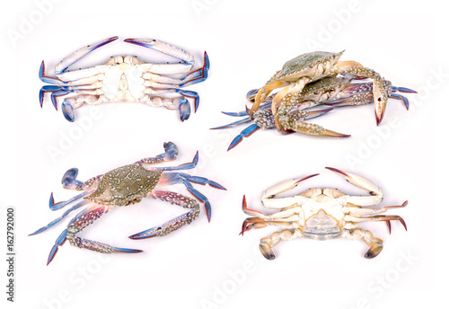 Blue crab photo