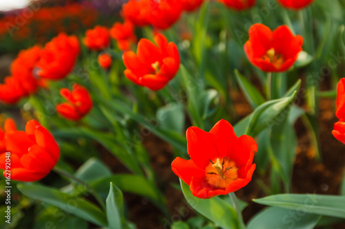 Fototapeta Naklejka Na Ścianę i Meble -  Closeup of red tulips in the garden.
