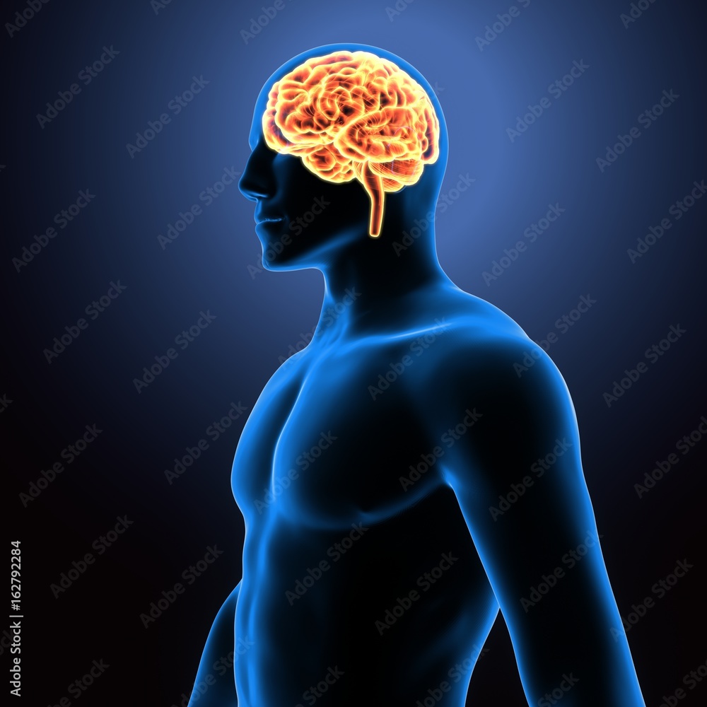 3d illustration of human body brain anatomy 3d illustration of human body brain anatomy