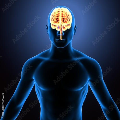 3d illustration of human body brain anatomy 