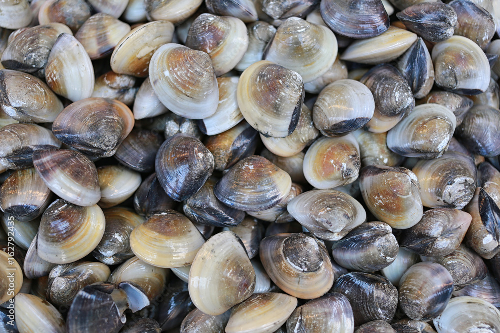 Fresh sea shells.
