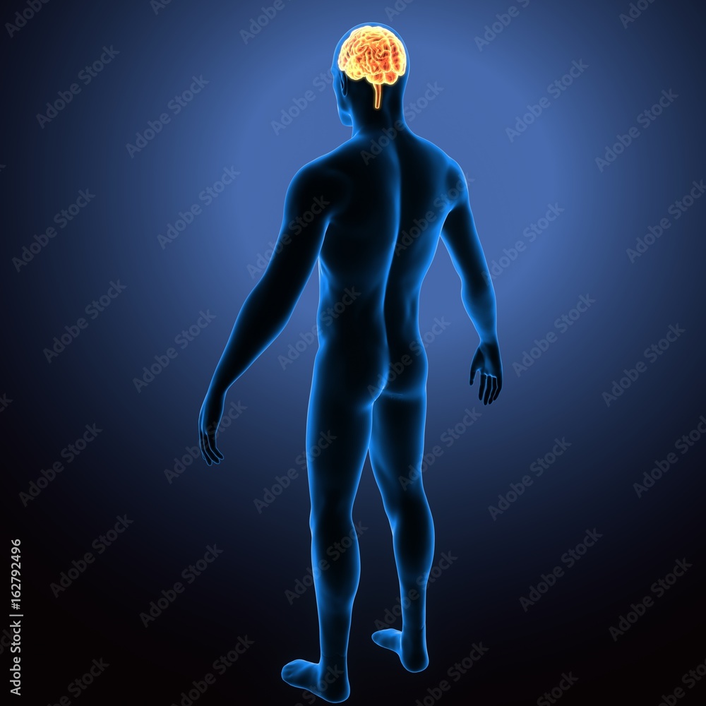 3d illustration of human body brain anatomy 3d illustration of human body brain anatomy