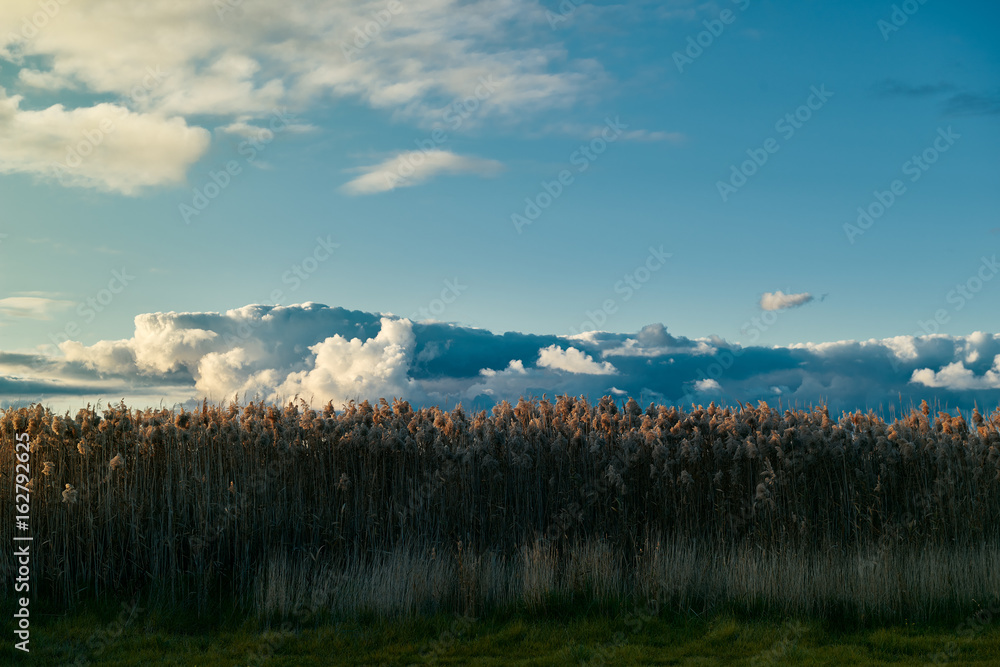 Tall grass field under a dramatic sky