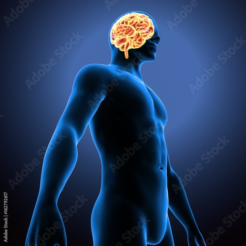 3d illustration human body brain of a human body organs