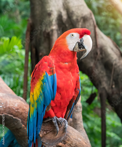 blue and yellow macaw were fed at the zoo