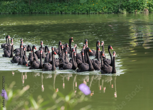 Group of black swans in a lake.