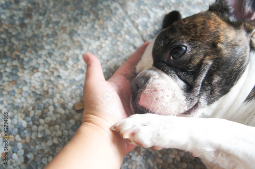 фотографія tame dog or sleepy dog