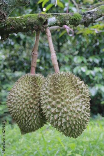 Durian, seasonal fruit, hard-horned spiny green © NANTHAPHONG