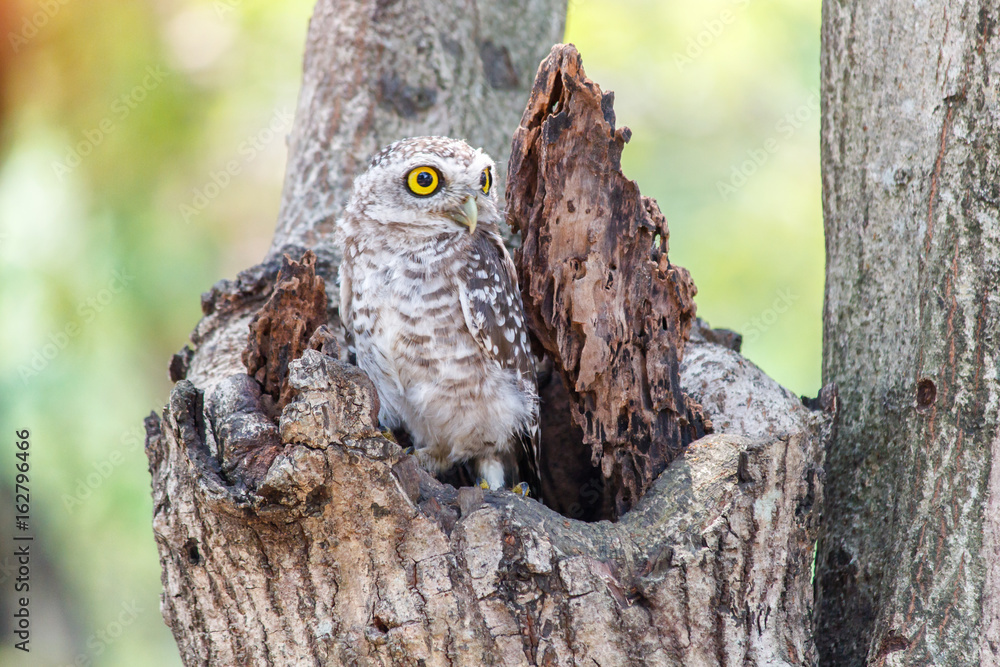 Spotted owlet Athene brama nest in tree hollow. Spotted owlet Athene brama nest in tree hollow.