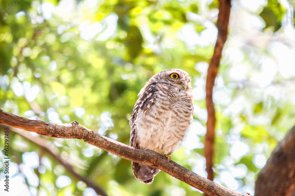 Spotted owlet Athene brama nest in tree hollow. Spotted owlet Athene brama nest in tree hollow.