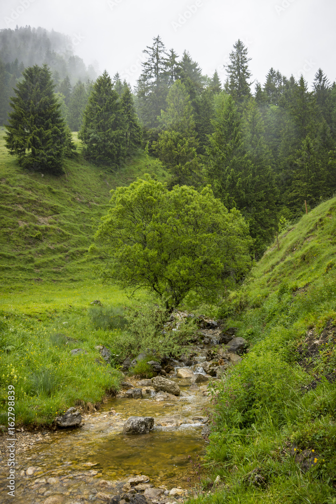 Natur, Wandern, Alpen, Tiere, Pflanzen Natur, Wandern, Alpen, Tiere, Pflanzen