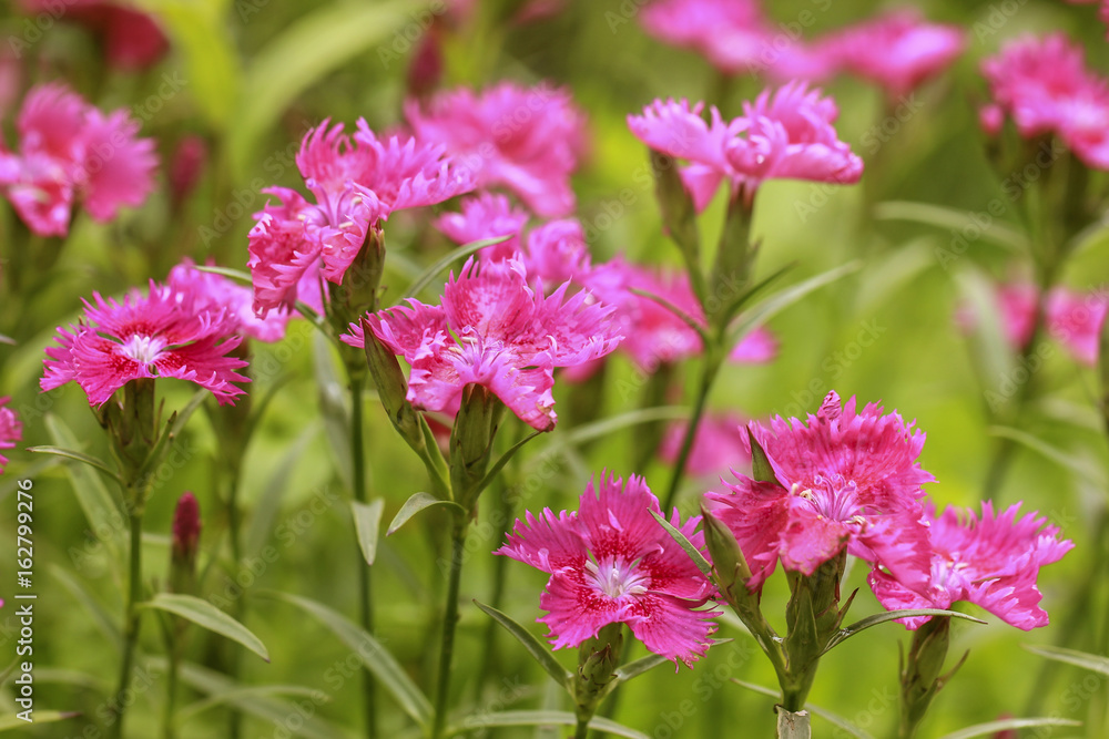 Pink Carnation flowers in the garden. 