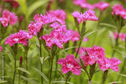 Pink Carnation flowers in the garden. 