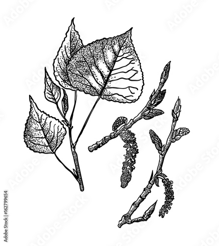 Vector leaves, flowers and fruits of the poplar. Detailed botanical illustration for your design. Vector images of medicinal plants.