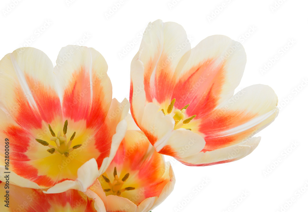 Tulips. Bunch of tulips. Close-up Bouquet of flowers.  Flower texture.