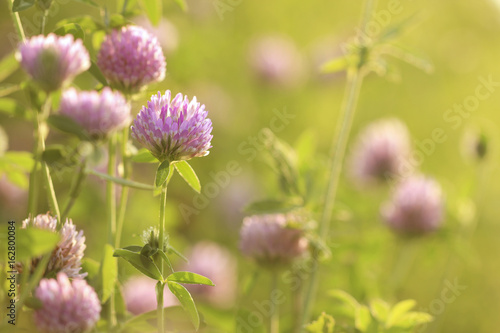 Clover flowers in the meadow