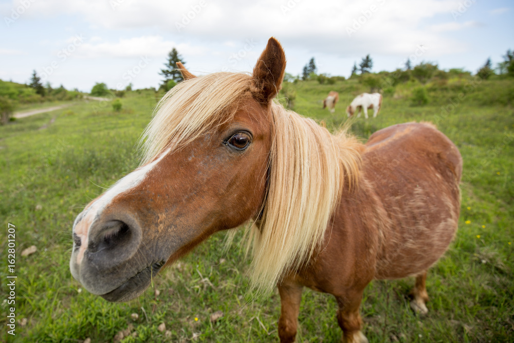 Wild Pony in Tennessee Wild Pony in Tennessee
