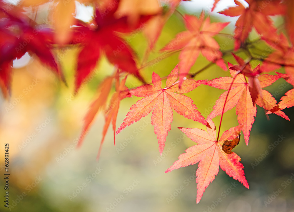 colorful autumn background with copy space. Fall wallpaper. Red and yellow maple tree leaves on a tree in autumn background colorful autumn background with copy space. Fall wallpaper. Red and yellow maple tree leaves on a tree in autumn background