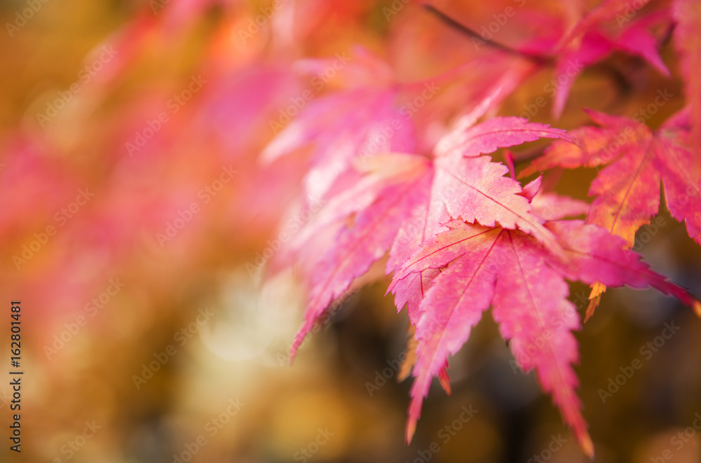 Red leaves on a japanese maple tree in autumn. Red leaves on a japanese maple tree in autumn.