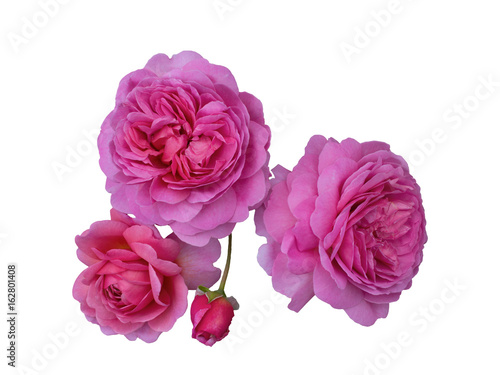 Three beautiful pink roses