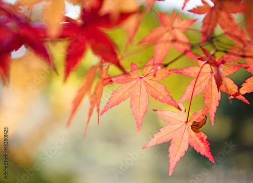 colorful autumn background with copy space. Fall wallpaper. Red and yellow maple tree leaves on a tree in autumn background