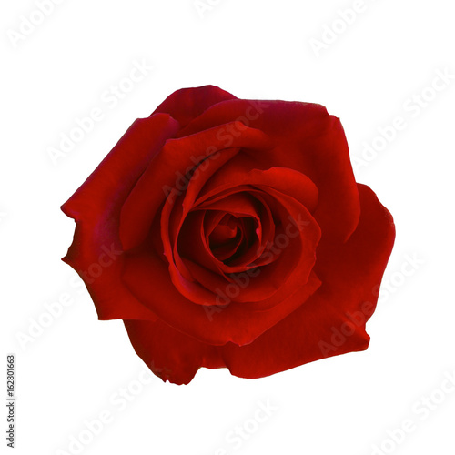 Fototapeta Naklejka Na Ścianę i Meble -  Dark red rose